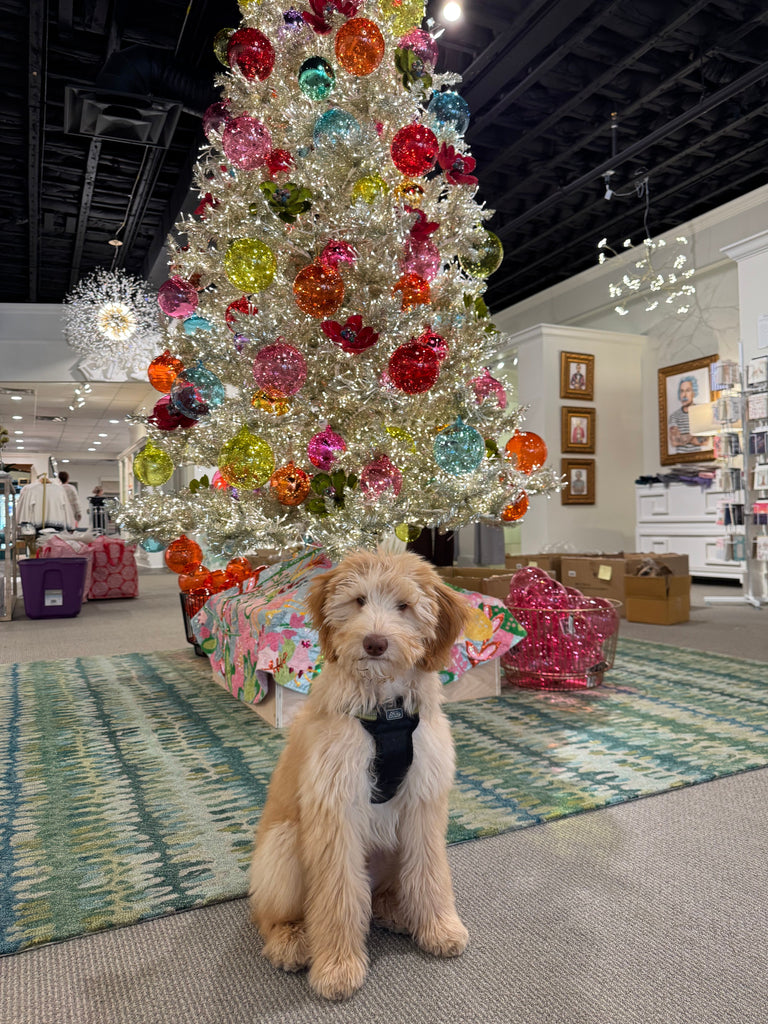 A Season of Beauty: The Talulah Belle Holiday Edit