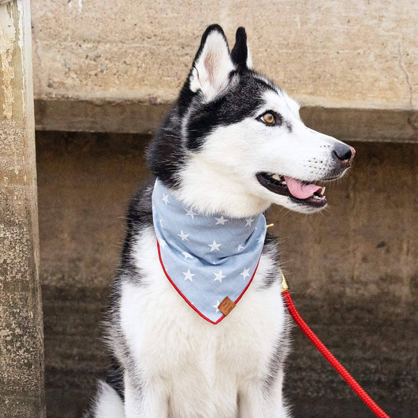 Liberty Summer Dog Bandana: Medium