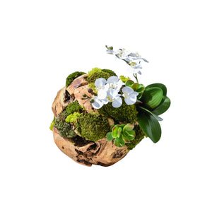 Teak Root Ball w/Orchid & Jade Plant/Sedum Orb